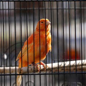 ART. 140 - Maltrato contra un animal doméstico o silvestre