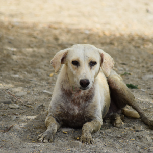ART. 142 - Abandono de animales domésticos